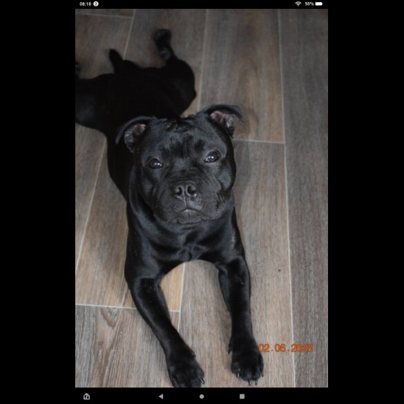 Staffordshire Bull Terrier - Both