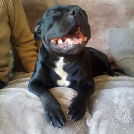 Staffordshire Bull Terrier - Both