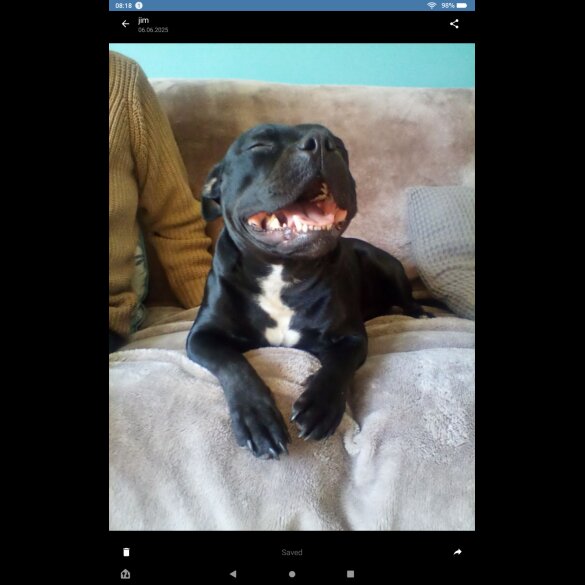 Staffordshire Bull Terrier - Both