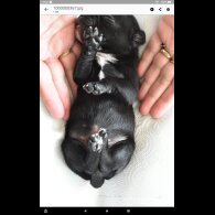 Staffordshire Bull Terrier - Both
