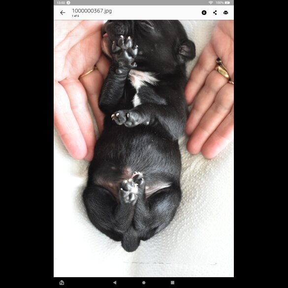 Staffordshire Bull Terrier - Both