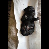 Staffordshire Bull Terrier - Both