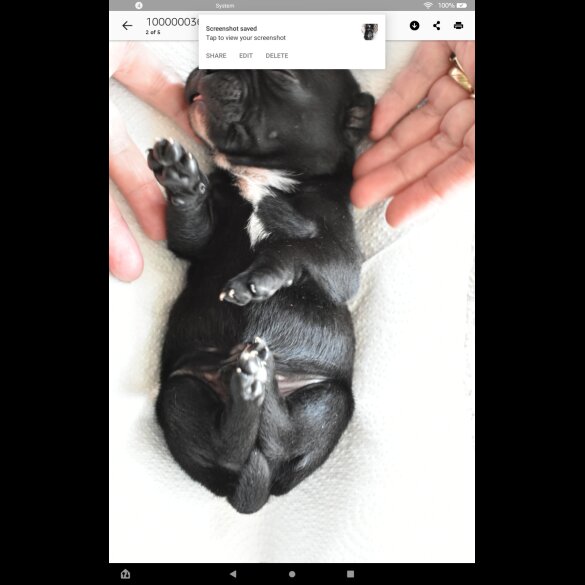 Staffordshire Bull Terrier - Both