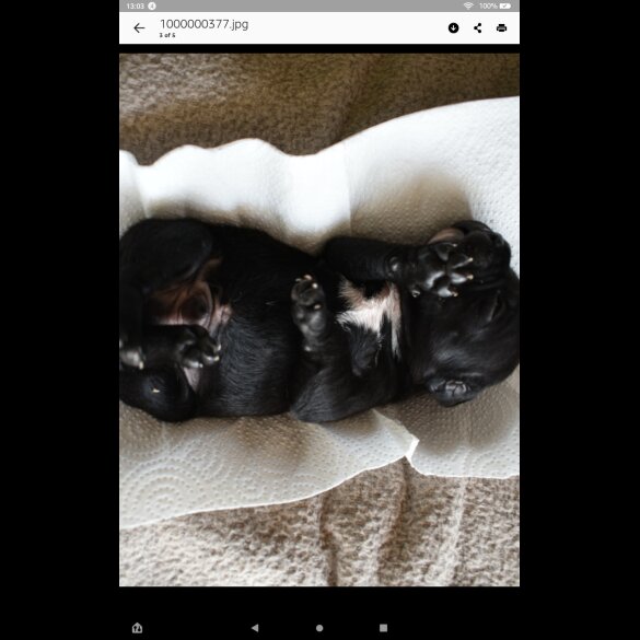 Staffordshire Bull Terrier - Both