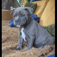 Staffordshire Bull Terrier - Dogs