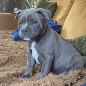 Staffordshire Bull Terrier - Dogs