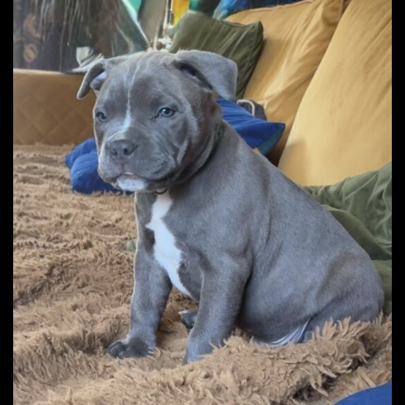 Staffordshire Bull Terrier - Dogs