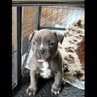 Staffordshire Bull Terrier - Dogs