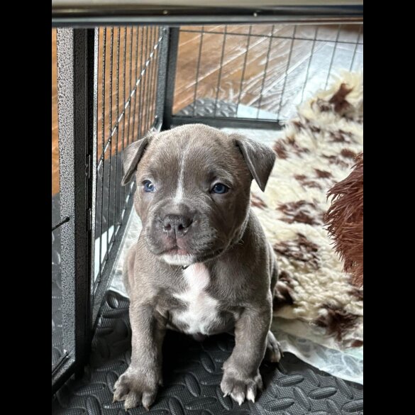 Staffordshire Bull Terrier - Dogs