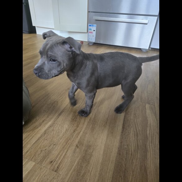 Staffordshire Bull Terrier - Dogs