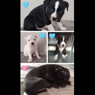 Staffordshire Bull Terrier - Both