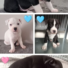 Staffordshire Bull Terrier - Both