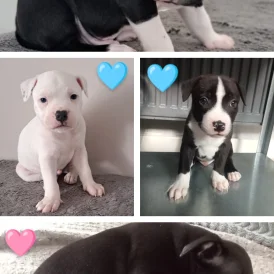 Staffordshire Bull Terrier - Both