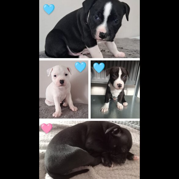 Staffordshire Bull Terrier - Both
