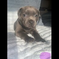 Staffordshire Bull Terrier - Both