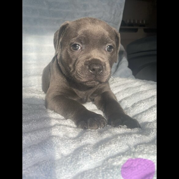 Staffordshire Bull Terrier - Both