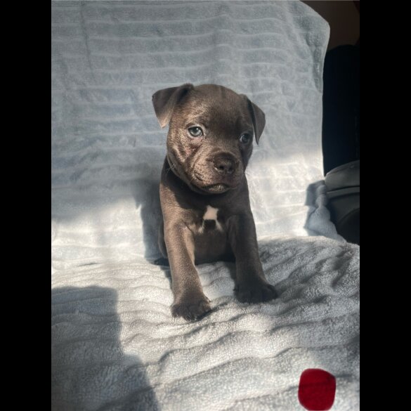 Staffordshire Bull Terrier - Both