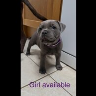 Staffordshire Bull Terrier - Both