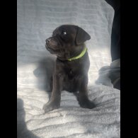 Staffordshire Bull Terrier - Both