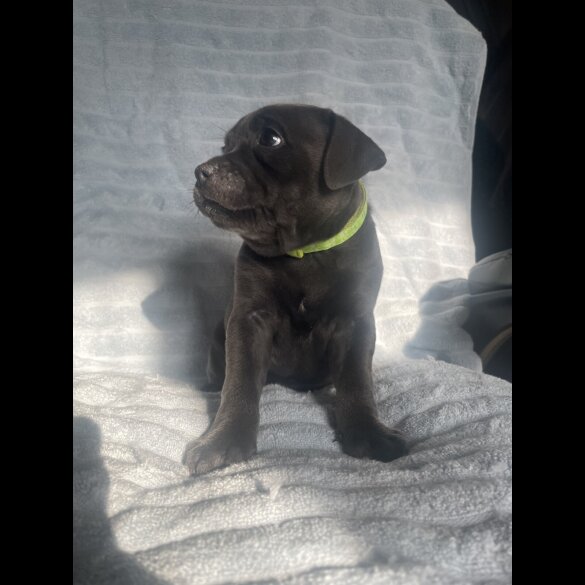 Staffordshire Bull Terrier - Both