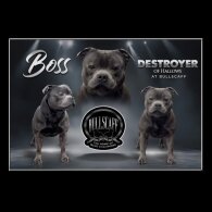 Staffordshire Bull Terrier - Both