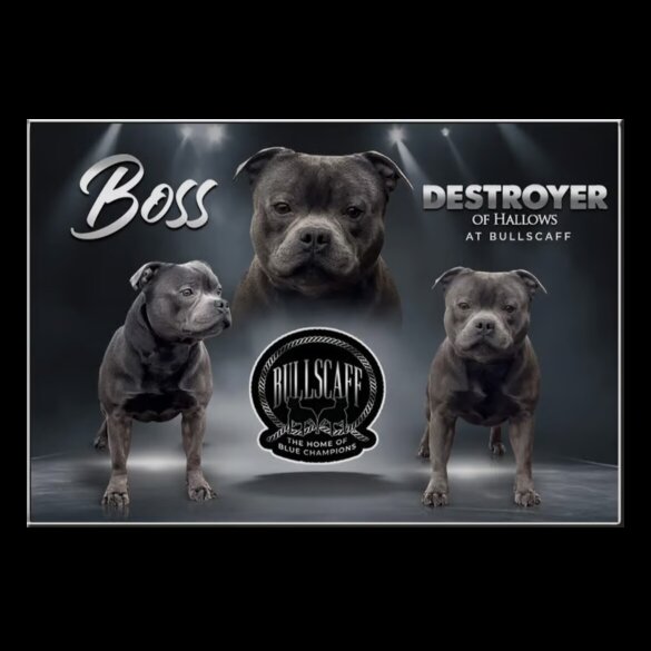 Staffordshire Bull Terrier - Both