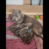 Staffordshire Bull Terrier - Both