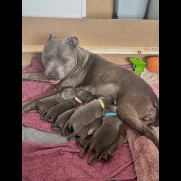 Staffordshire Bull Terrier - Both