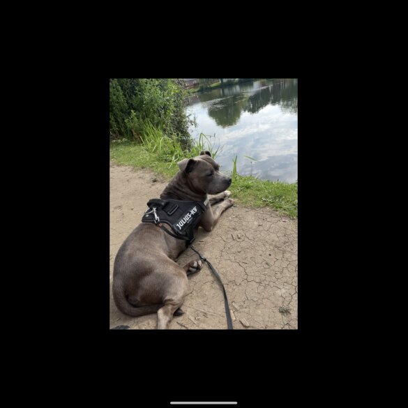 Staffordshire Bull Terrier - Both