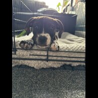 Staffordshire Bull Terrier - Bitches