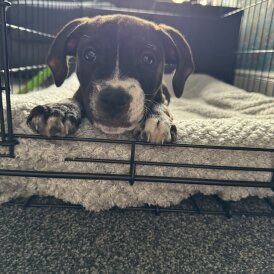 Staffordshire Bull Terrier - Bitches