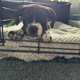 Staffordshire Bull Terrier - Bitches
