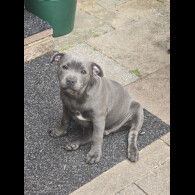 Staffordshire Bull Terrier - Both