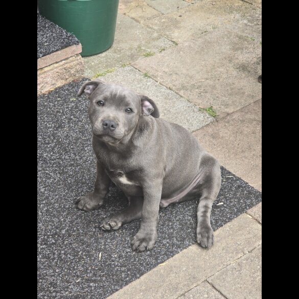 Staffordshire Bull Terrier - Both