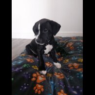 Staffordshire Bull Terrier - Both