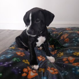Staffordshire Bull Terrier - Both