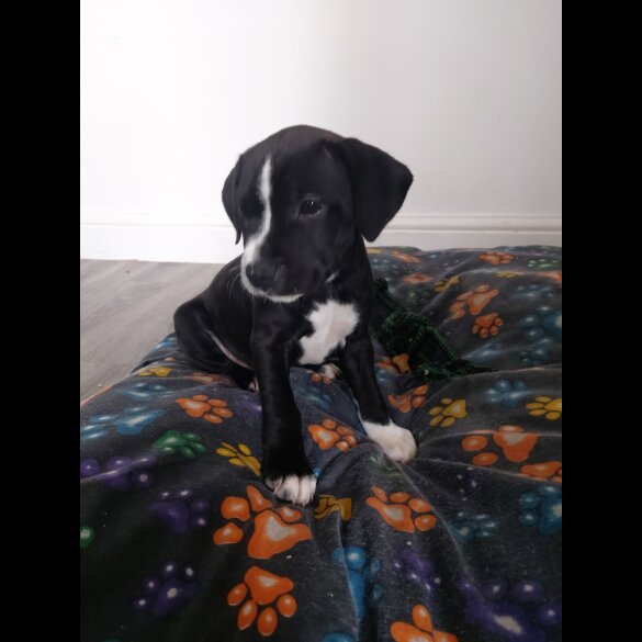 Staffordshire Bull Terrier - Both