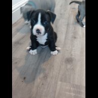 Staffordshire Bull Terrier - Both