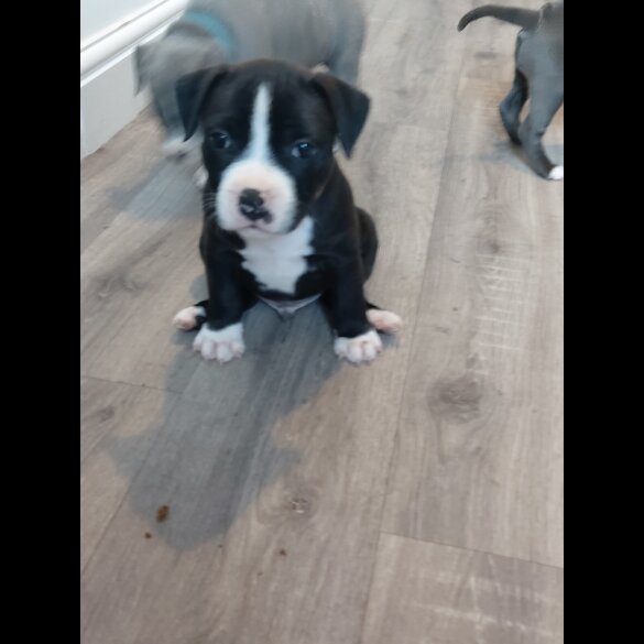 Staffordshire Bull Terrier - Both
