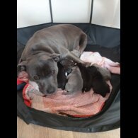 Staffordshire Bull Terrier - Both