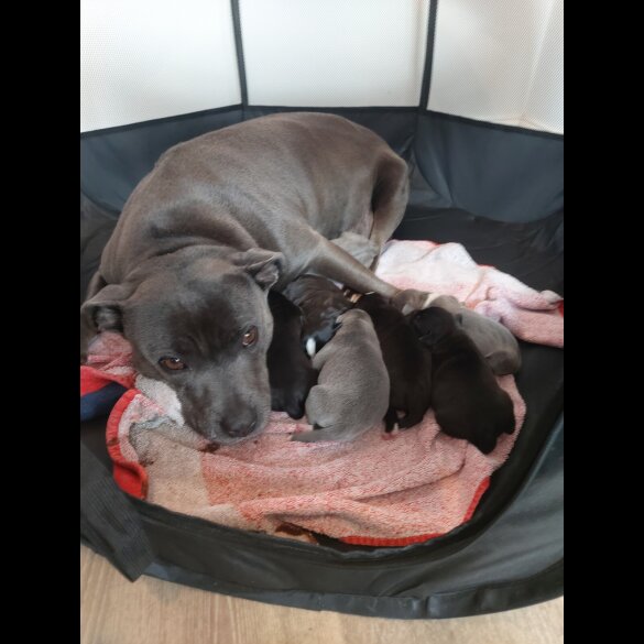 Staffordshire Bull Terrier - Both