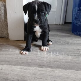 Staffordshire Bull Terrier - Both