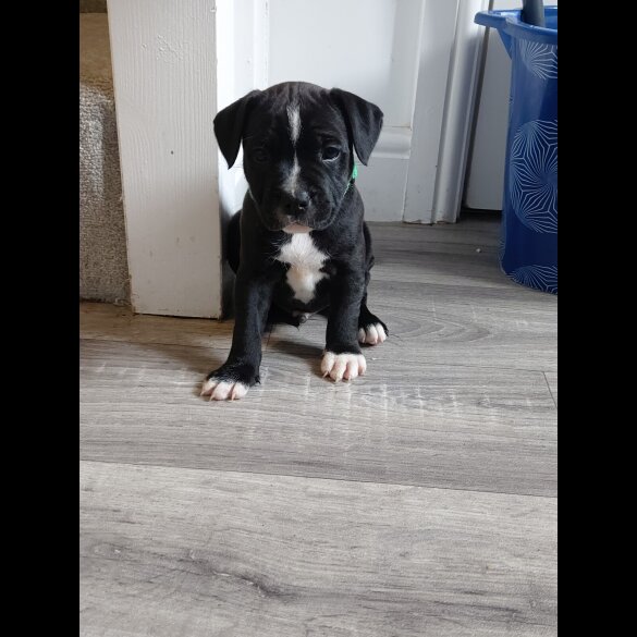 Staffordshire Bull Terrier - Both
