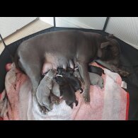 Staffordshire Bull Terrier - Both
