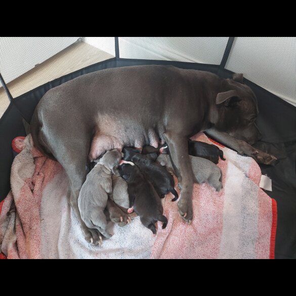 Staffordshire Bull Terrier - Both