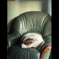 Staffordshire Bull Terrier
