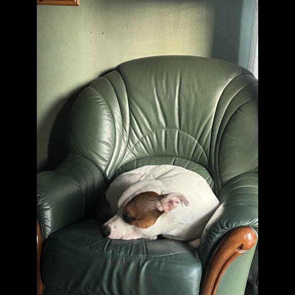 Staffordshire Bull Terrier