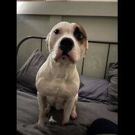 Staffordshire Bull Terrier