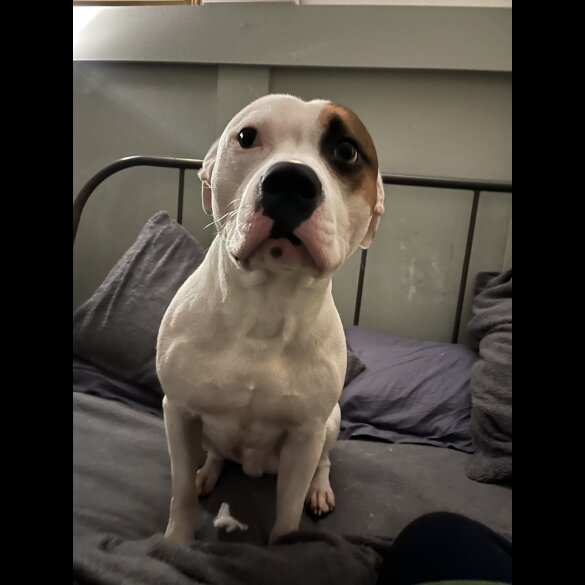 Staffordshire Bull Terrier