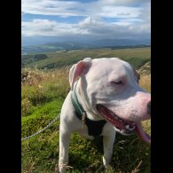 Staffordshire Bull Terrier